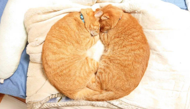 这对橘猫双胞胎必须要抱在一起才能睡着，也许这就叫做如胶似漆吧