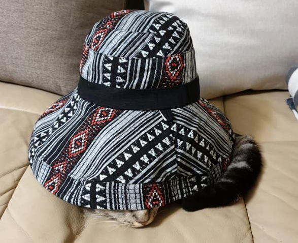 全家出动一起找猫找不到，快绝望时一抬头...啊？在这？