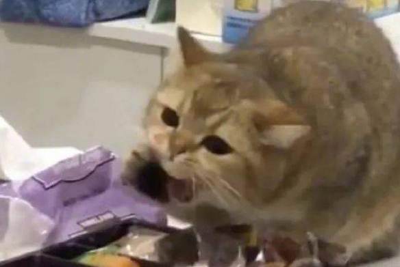 偷吃铲屎官食物的猫咪，吃到之后一脸幸福的表情