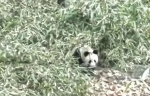 陕西再现大熊猫母子“同框”