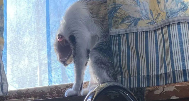 猫咪打个哈欠把主人吓一跳：平时可爱的猫猫还有这么吓人的一面