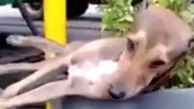 狗狗睡的太死，被人提起来扔到花盆里，醒来那一刻狗狗蒙了