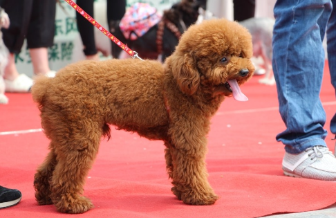 广州宠物狗大赛来袭，考验了主人与爱犬间的默契