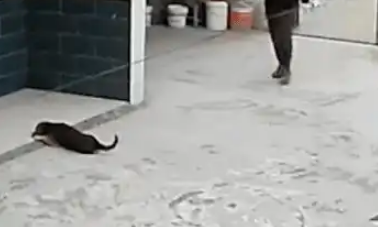 小狗被下药，可惜发现时已经晚了，小身子不停发抖！ 