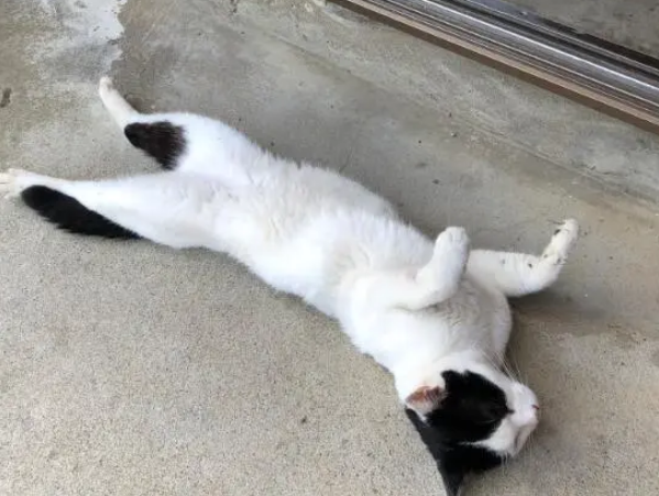 流浪猫进门后反客为主，躺客厅呼呼大睡
