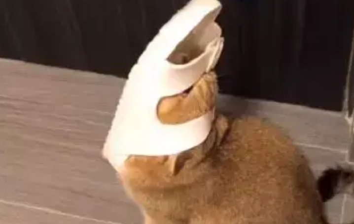 铲屎官听到猫咪的求救，等他走近一看却笑到肚子痛！