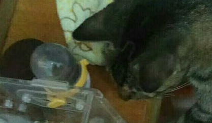 当狸花猫看见了仓鼠，视线就没有移开了，它好像发现了“新大陆”