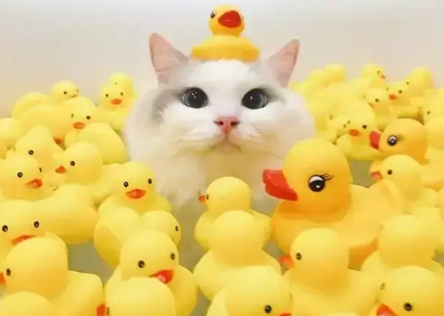 布偶猫非常喜欢泡澡，画面太美了，这是什么神仙猫咪呀
