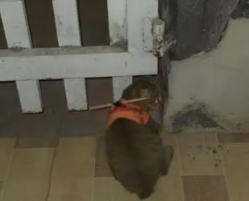 网友为防止猫咪偷跑出去，在它身上装了“小木棍”