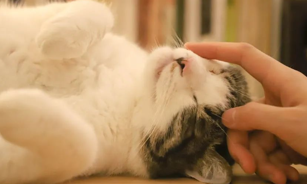 主人为阻止猫咪外出，只能与其斗智斗勇，猫咪愤怒道：不要拦我