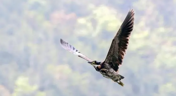 世界上最神秘的鸟—海南虎斑鳽现身广东，激动了一大波鸟类爱好者
