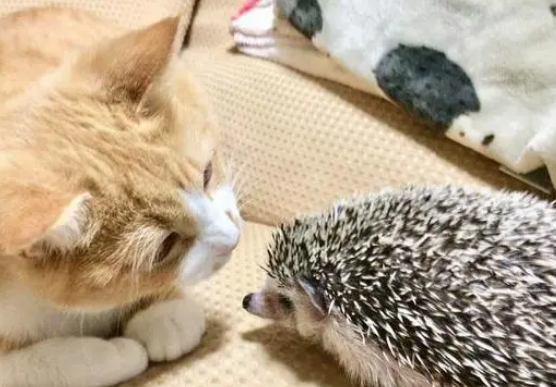 猫咪碰了刺猬就被扎，却还是忍不住想碰，主人：图什么？