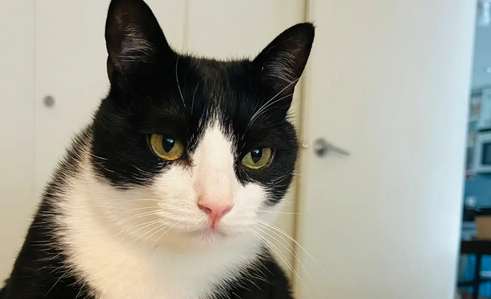 一只少见的碎花奶牛猫，它现在想要一个温暖的家