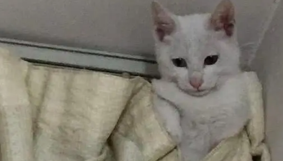 到家没看见猫咪，刚想出门去找，没想一抬头就看见墙角有个猫头