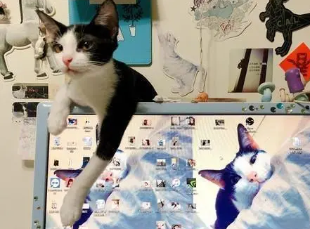 猫咪太黏人！上个厕所回来办公桌被猫占领，只留下冷冰冰的凳子