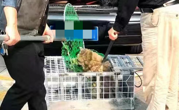 安徽一宠物犬被捕狗队抓走后送往市场宰杀