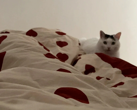 婚礼当天家里的猫咪怎么办？网友们的各种操作搞笑又暖心......