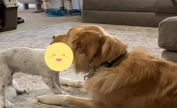黄金猎犬受不了狗弟弟太调皮，竟然大口含住狗头要它冷静！
