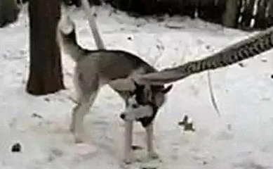 不愧是二哈大神，玩个雪都能整出事情来 