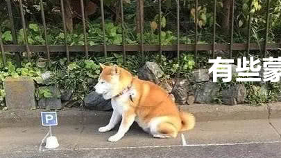 你见过最逗的柴犬是什么样子的，那你来看看这个，比得上二哈了