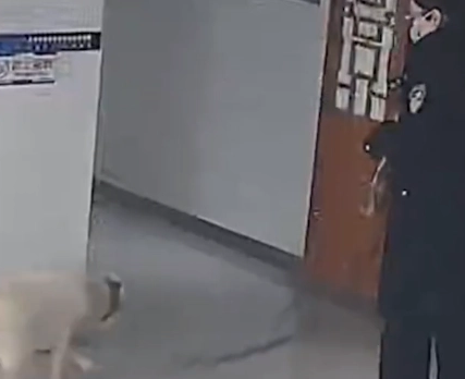 南京一狗狗走丢后，跑到派出所蹭饭，网友们哭笑不得