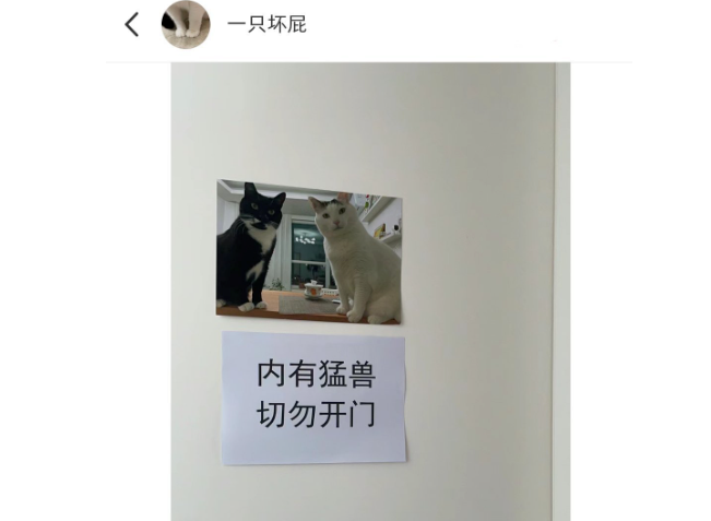婚礼当天家里的猫咪怎么办？网友们的各种操作搞笑又暖心......