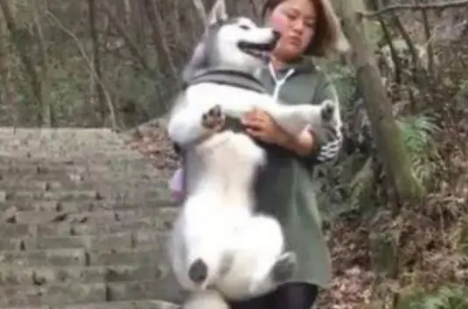 女主带哈士奇去爬山，结果二哈上山容易下山难，最后心疼女主