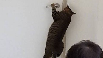 主人让猫咪陪孩子玩，再回来时忍不住跺脚喊道：你要带孩子去哪