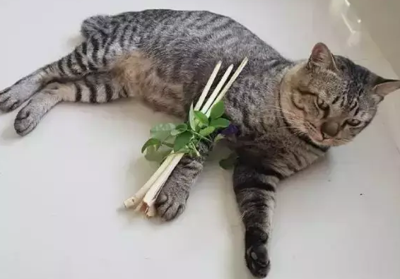 猫咪把腿弄伤了，铲屎官给它做了一个架子，猫咪：我不要面子啊
