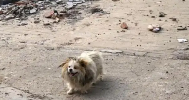 主人因拆迁搬走，留下家犬沦为流浪犬，独自在废墟等待
