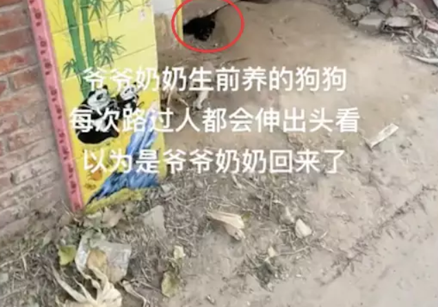 爷爷奶奶都先后去世，狗狗仍不愿离开老房子，每天趴在门口下等主人！ 