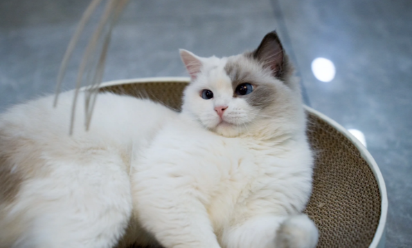 网友捡到流浪猫养了四个月后，原主人找上门要求还猫：这猫是我花2700买的