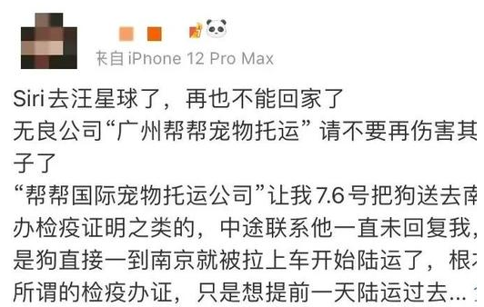 金毛Siri托运途中死亡！监管部门介入调查
