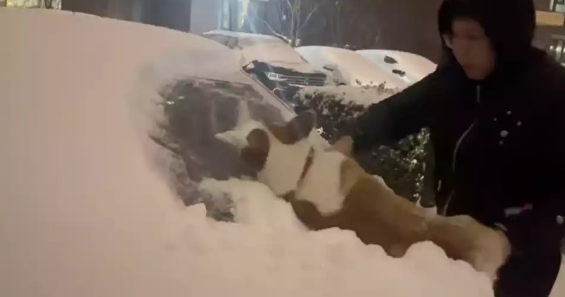 主人用柯基将爱车上的雪擦干净，狗：我不感冒一次，你是不知道有多贵