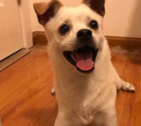 土狗犯错被赶出家门，睡在垃圾堆里，隔天主人就买了只宠物狗养