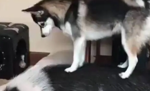 网友养了一只哈士奇和一只猪，每次为了叫猪起床，二哈也是拼了