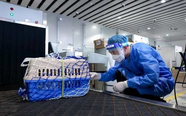 南航宠物托运服务有变化，首批7个城市试运营