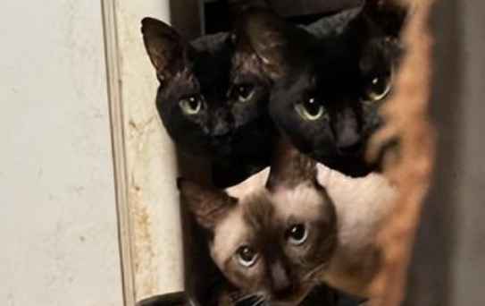 孤独死老人留下20只猫，满目疮痍的房子让人心惊…