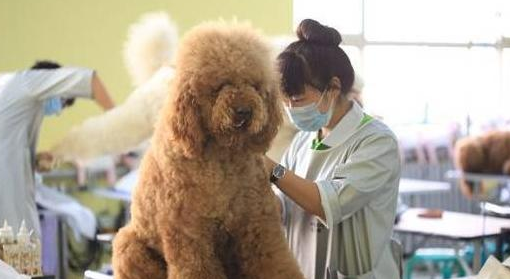线上24小时问诊、线下全范围赔付 京东宠物推出这两项服务获网友点赞
