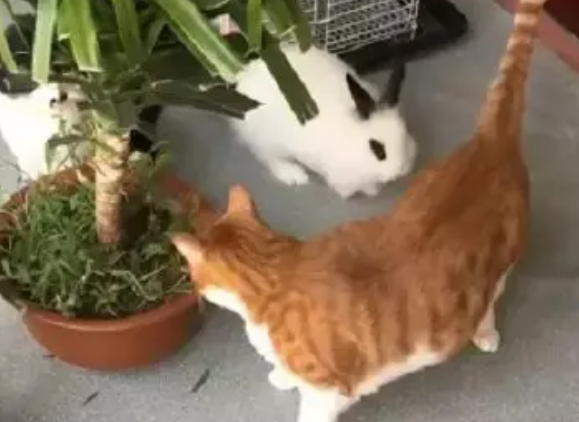 买了只小兔子，才两天它就欺负到猫咪头上了，网友：这不科学啊