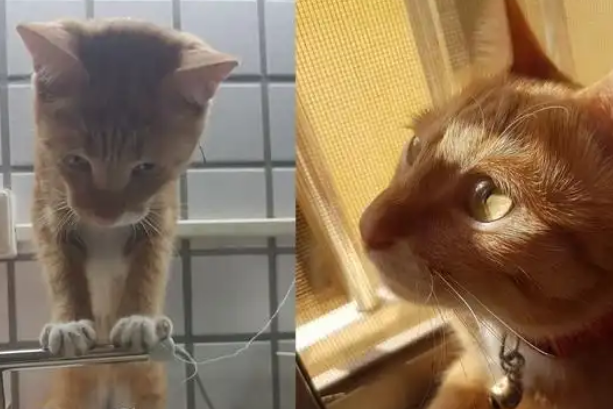 橘猫发现水龙头漏水，化身“维修工”检查