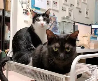 猫咪太黏人！上个厕所回来办公桌被猫占领，只留下冷冰冰的凳子