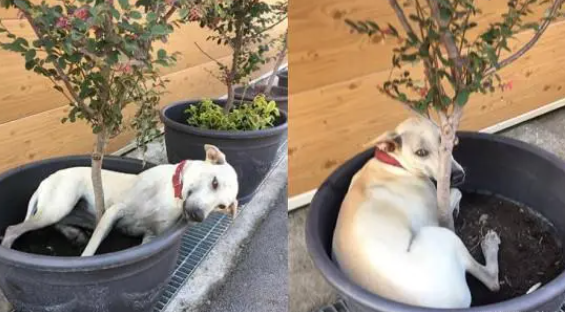 咬草帽惨变奶油狮，萌汪飞奔求救，她坏笑：你就这样上班