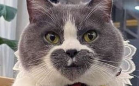 用体温给猫咪一个温暖的家