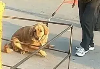 金毛见到油条摊死活不走了，爷爷一根，就吃一根！