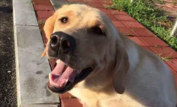 小羊刚出生就失去妈妈　热心黄金猎犬主动照顾
