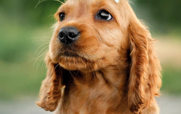 宠物犬咬人，责任谁来担？