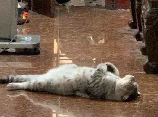 主人回家就看到猫咪在门口，接着往地上一躺睡着了：让本喵好等