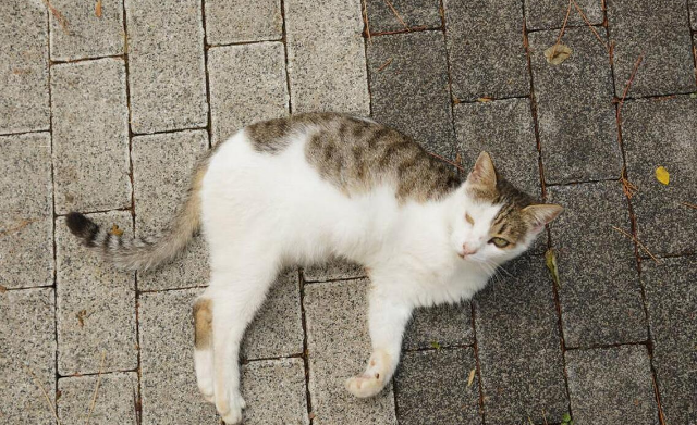 一群初中生虐待流浪猫，女孩制止后抱到医院