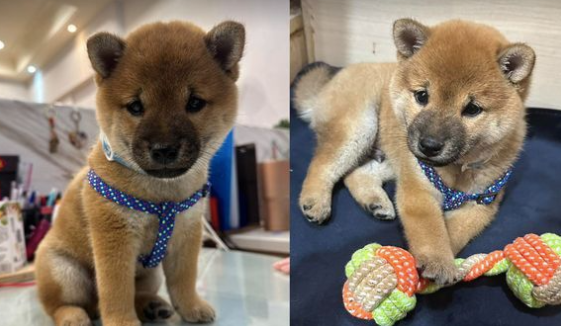 柴犬听到要拍照后，主动举掌说嗨，路人全看傻眼了：好聪明！